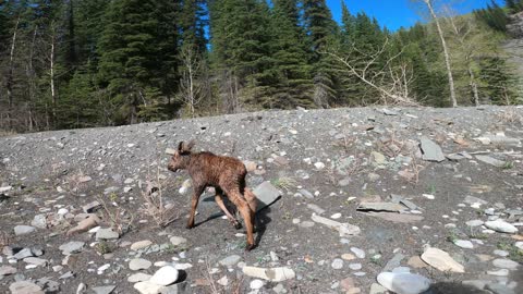 Kayakers Rescue Distressed Moose Calf From Glacial River