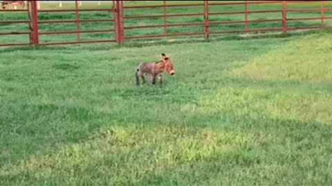 Baby miniature donkey running - so cute!!