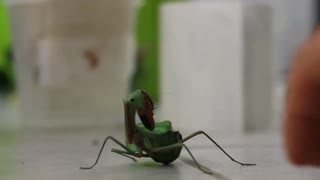 Aggressive Praying Mantis