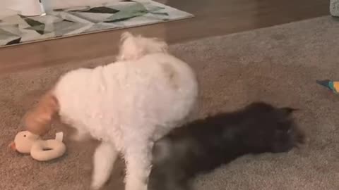 Doggie gets jumped by tiny Yorkie