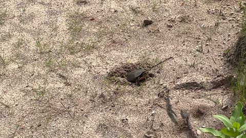 Painted Turtle Laying Eggs