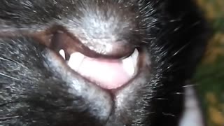 The cat moved its mouth in its sleep!