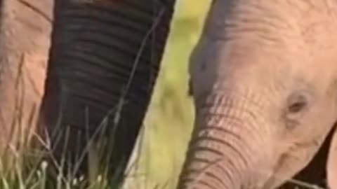 Wild Life - OhMyGod What the baby elephant is doing. you will be get thrilled after watching this