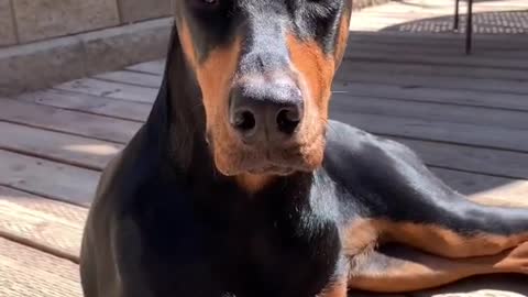 Dog Funny Video 🐕 Cute Dog Video