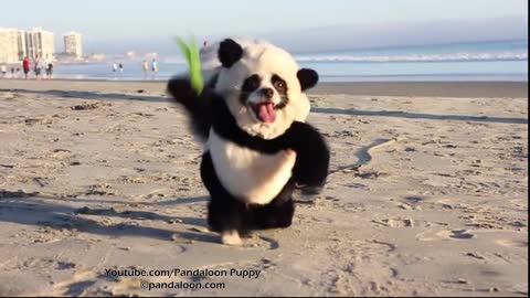 Adorable 'Panda' Spreading Cheer At California Beach