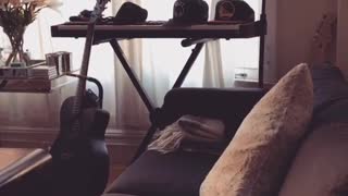 Bunny falls off couch