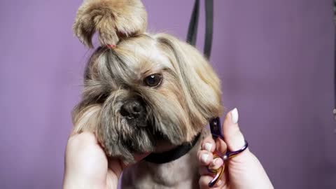Cute york terrier getting haircut. Dog groomer using scissors
