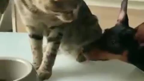 Cute Cat shares food with a Dog