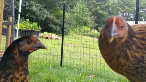 CHICKENS CHOMPING ON SOME TOMATOES 🐔🍅