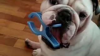 This English Bulldog does something hilarious with a clip!