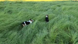 Corgis Bounce Through Tall Grass Like Bunnies