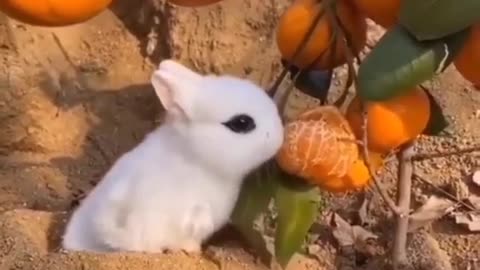 Cute Baby Rabbit Bunny Eating Orang😍😍
