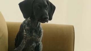 Bird dog hears geese for the first time, has adorable reaction