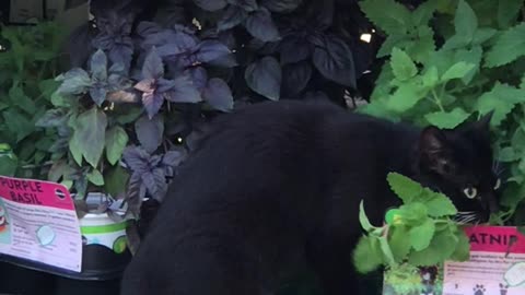 Kitty Goes Straight to the Source for Catnip Fix