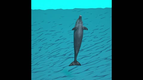 3d model dolphin