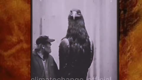 Thunderbird? Or Giant Falcon?😳🤯😱