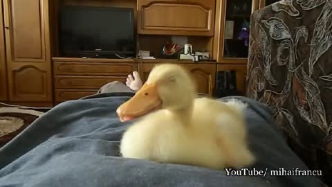 Duckling Snoring FUNNY ¥ € $ ¢