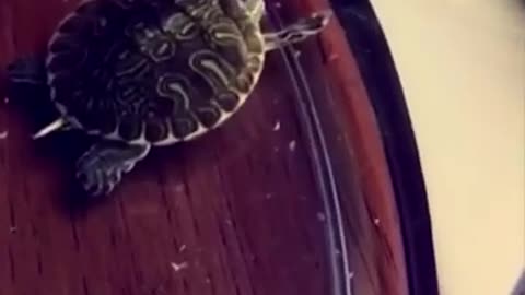 Vine.. Turtle dabbing