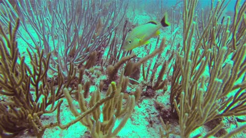 A yellow fish taking refuge in coral reef.