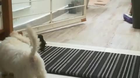 French Poodle de 3 meses peleando con perico