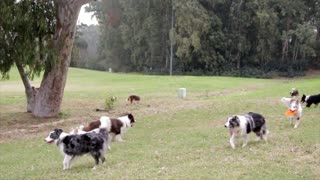 Play time for dogs with dog walker park