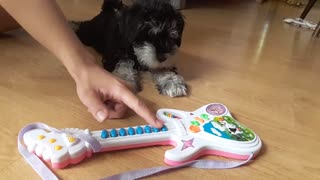 Small shaggy black puppy barks at toy music guitar