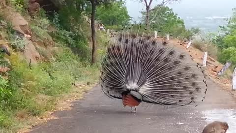 How the peacock is dancing to match his feathers