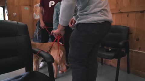 Dog training most trick