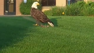 Bald Eagle Enjoys Prey in Urban Setting