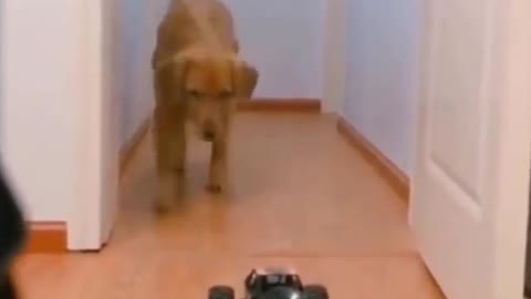 DOG GETS SCARED FOR A REMOTE-CONTROLLED MACHINE 😂🐶