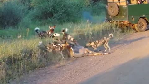 "Wildlife Predation - African Wild Dogs vs. Kudu."