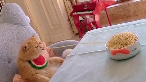 Funny videos cat