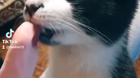 cat seduced by ice cream