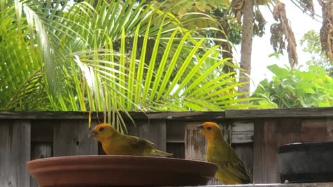 Colorful Canaries just love being together all the time