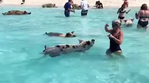 Wild pigs swim with humans in Caribbean waters