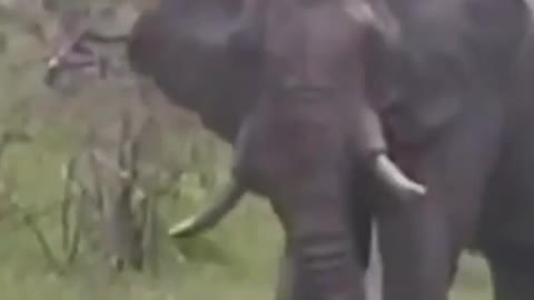 A elephant attack car.
