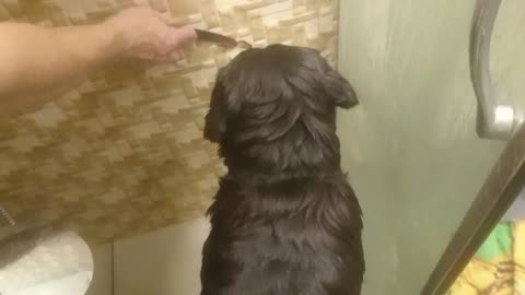 What to do, if dog doesn't like shower