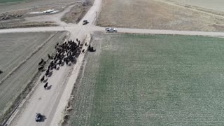 Cattle Drive - to CR24 field - #3