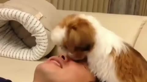The puppy is like a child, licking his dad's head