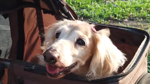 A dog looks and smiles inside the box