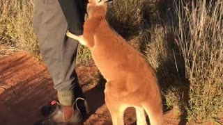 Baby Kangaroos Playing