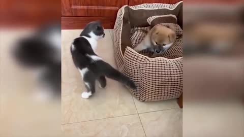 The cat attacking the dog