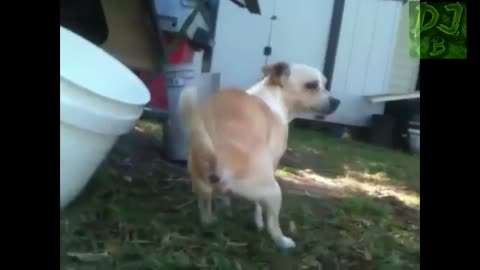 Compilation of Hilarious Animal Farts