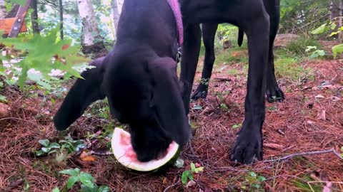 Great Dane puppy devours huge chunk of tasty watermelon
