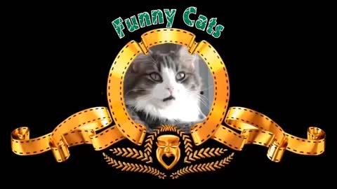 Funny Cats ✪ Cute and Baby Cats Videos Compilation #1