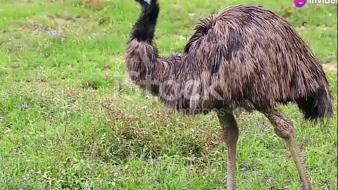 Giant Bird Emu vs Cassowary