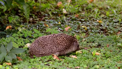 hedgehog circling