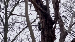 Hairy woodpecker searching for food