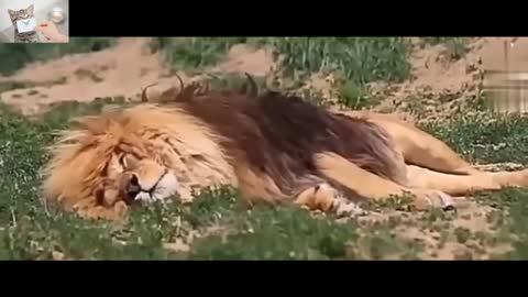 lions last moments