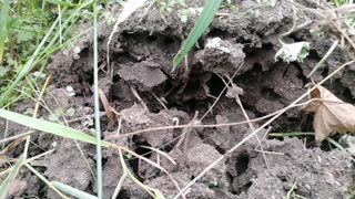 Ants in the Anthill